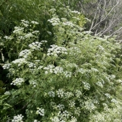 Conium maculatum (Hemlock) at Coree, ACT - 8 Nov 2023 by JaneR