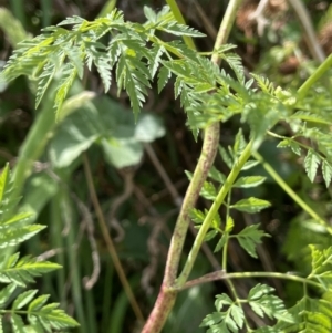 Conium maculatum at Woodstock Nature Reserve - 8 Nov 2023