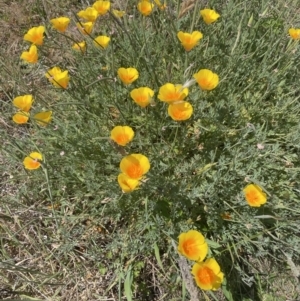 Eschscholzia californica at Woodstock Nature Reserve - 8 Nov 2023 02:04 PM