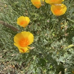 Eschscholzia californica at Woodstock Nature Reserve - 8 Nov 2023 02:04 PM