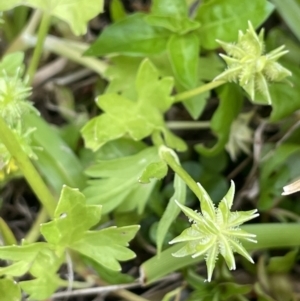 Ranunculus muricatus at Woodstock Nature Reserve - 8 Nov 2023