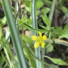 Ranunculus muricatus at Woodstock Nature Reserve - 8 Nov 2023