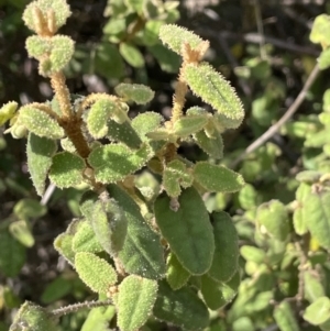 Correa reflexa at Woodstock Nature Reserve - 8 Nov 2023 04:03 PM