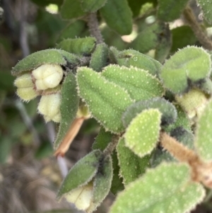 Correa reflexa at Woodstock Nature Reserve - 8 Nov 2023 04:03 PM