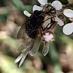 Diptera (order) (Fly - Unidentified) at Croke Place Grassland (CPG) - 6 Nov 2023 by abread111