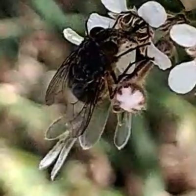 Diptera (order) (Fly - Unidentified) at McKellar, ACT - 6 Nov 2023 by abread111