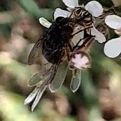 Diptera (order) (Fly - Unidentified) at Croke Place Grassland (CPG) - 6 Nov 2023 by abread111