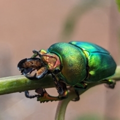 Lamprima aurata (Golden stag beetle) at Gundaroo, NSW - 9 Nov 2023 by MPennay