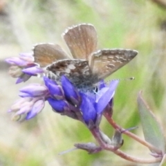 Neolucia agricola (Fringed Heath-blue) at Namadgi National Park - 10 Nov 2023 by JohnBundock