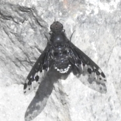 Anthrax maculatus (A bee fly) at Rendezvous Creek, ACT - 10 Nov 2023 by JohnBundock