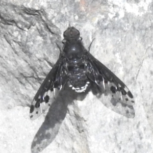 Anthrax maculatus at Namadgi National Park - 10 Nov 2023