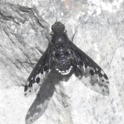 Anthrax maculatus (A bee fly) at Namadgi National Park - 10 Nov 2023 by JohnBundock