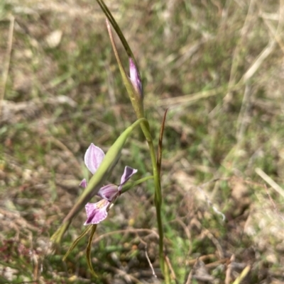 Diuris dendrobioides (Late Mauve Doubletail) at Tuggeranong, ACT - 10 Nov 2023 by Youspy