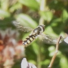 Syrphini sp. (tribe) (Unidentified syrphine hover fly) at Rendezvous Creek, ACT - 10 Nov 2023 by JohnBundock