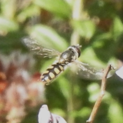 Syrphini sp. (tribe) (Unidentified syrphine hover fly) at Namadgi National Park - 10 Nov 2023 by JohnBundock