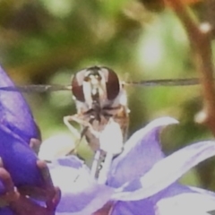 Syrphini sp. (tribe) at Namadgi National Park - 10 Nov 2023