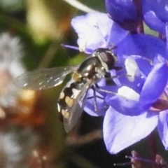 Syrphini sp. (tribe) at Namadgi National Park - 10 Nov 2023