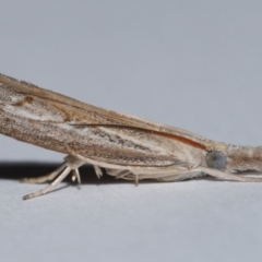 Culladia cuneiferellus (Crambinae moth) at Wellington Point, QLD - 10 Nov 2023 by TimL