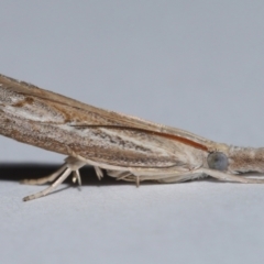 Culladia cuneiferellus (Crambinae moth) at Wellington Point, QLD - 10 Nov 2023 by TimL