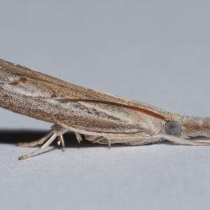 Culladia cuneiferellus at Wellington Point, QLD - 10 Nov 2023