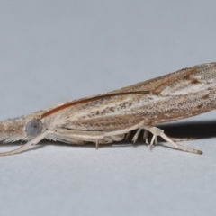 Culladia cuneiferellus at Wellington Point, QLD - suppressed