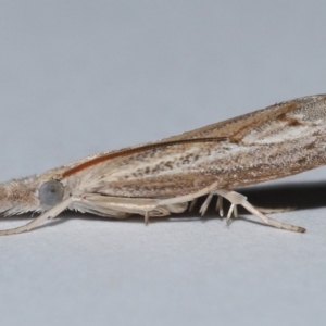 Culladia cuneiferellus at Wellington Point, QLD - 10 Nov 2023