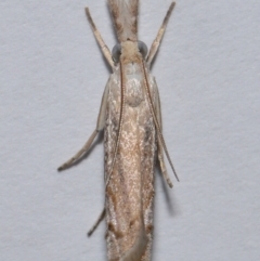 Culladia cuneiferellus at Wellington Point, QLD - suppressed