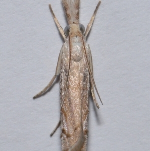 Culladia cuneiferellus at Wellington Point, QLD - suppressed