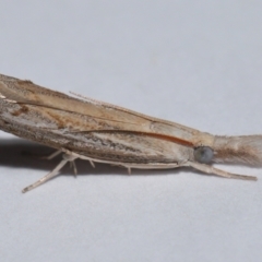 Culladia cuneiferellus at Wellington Point, QLD - suppressed