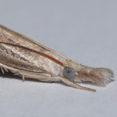 Culladia cuneiferellus at Wellington Point, QLD - 10 Nov 2023