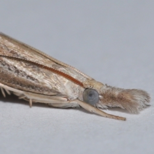 Culladia cuneiferellus at Wellington Point, QLD - suppressed