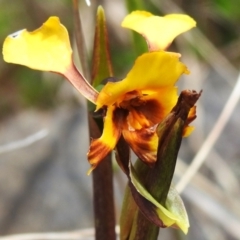 Diuris semilunulata (Late Leopard Orchid) at Namadgi National Park - 10 Nov 2023 by JohnBundock