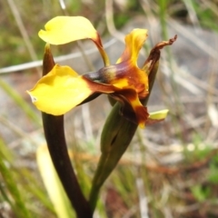 Diuris semilunulata at Namadgi National Park - suppressed