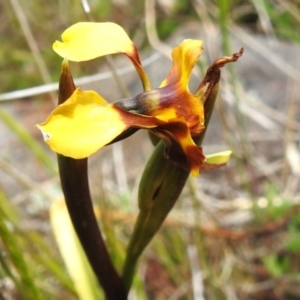 Diuris semilunulata at Namadgi National Park - suppressed