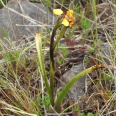 Diuris semilunulata at Namadgi National Park - 10 Nov 2023