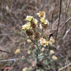 Pseudognaphalium luteoalbum (Jersey Cudweed) at Justice Robert Hope Reserve (JRH) - 10 Nov 2023 by abread111