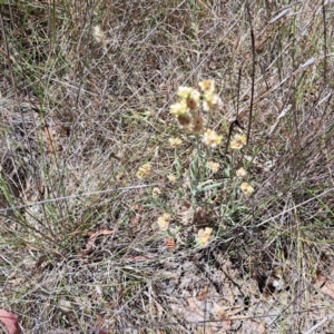 Pseudognaphalium luteoalbum at Justice Robert Hope Reserve (JRH) - 10 Nov 2023 01:01 PM