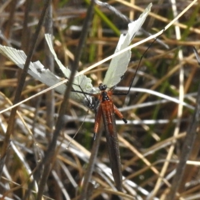 Harpobittacus sp. (genus) (Hangingfly) at Rendezvous Creek, ACT - 10 Nov 2023 by JohnBundock