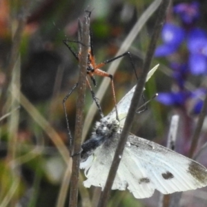 Harpobittacus sp. (genus) at Namadgi National Park - 10 Nov 2023