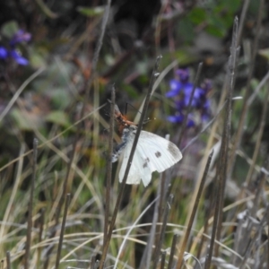 Harpobittacus sp. (genus) at Namadgi National Park - 10 Nov 2023 11:23 AM