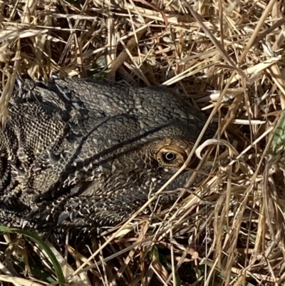 Pogona barbata (Eastern Bearded Dragon) at Molonglo Valley, ACT - 10 Nov 2023 by SteveBorkowskis