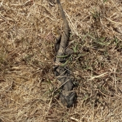 Pogona barbata at Molonglo Valley, ACT - suppressed