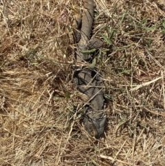 Pogona barbata at Molonglo Valley, ACT - suppressed