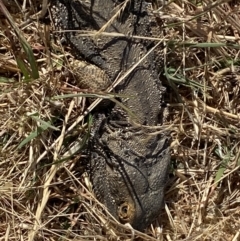 Pogona barbata at Molonglo Valley, ACT - suppressed