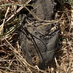 Pogona barbata at Molonglo Valley, ACT - suppressed