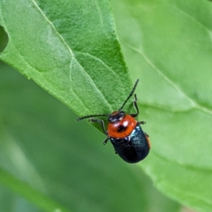 Aporocera (Aporocera) cyanipennis at Page, ACT - suppressed