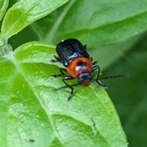 Aporocera (Aporocera) cyanipennis at Page, ACT - 9 Nov 2023