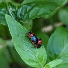 Aporocera (Aporocera) cyanipennis at Page, ACT - 9 Nov 2023