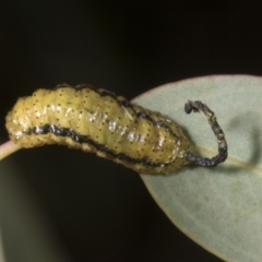 Gonipterus scutellatus (Eucalyptus snout beetle, gum tree weevil) at Evatt, ACT - 6 Nov 2023 by AlisonMilton