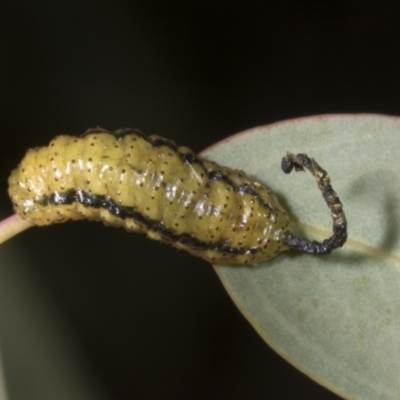 Gonipterus scutellatus (Eucalyptus snout beetle, gum tree weevil) at Evatt, ACT - 7 Nov 2023 by AlisonMilton